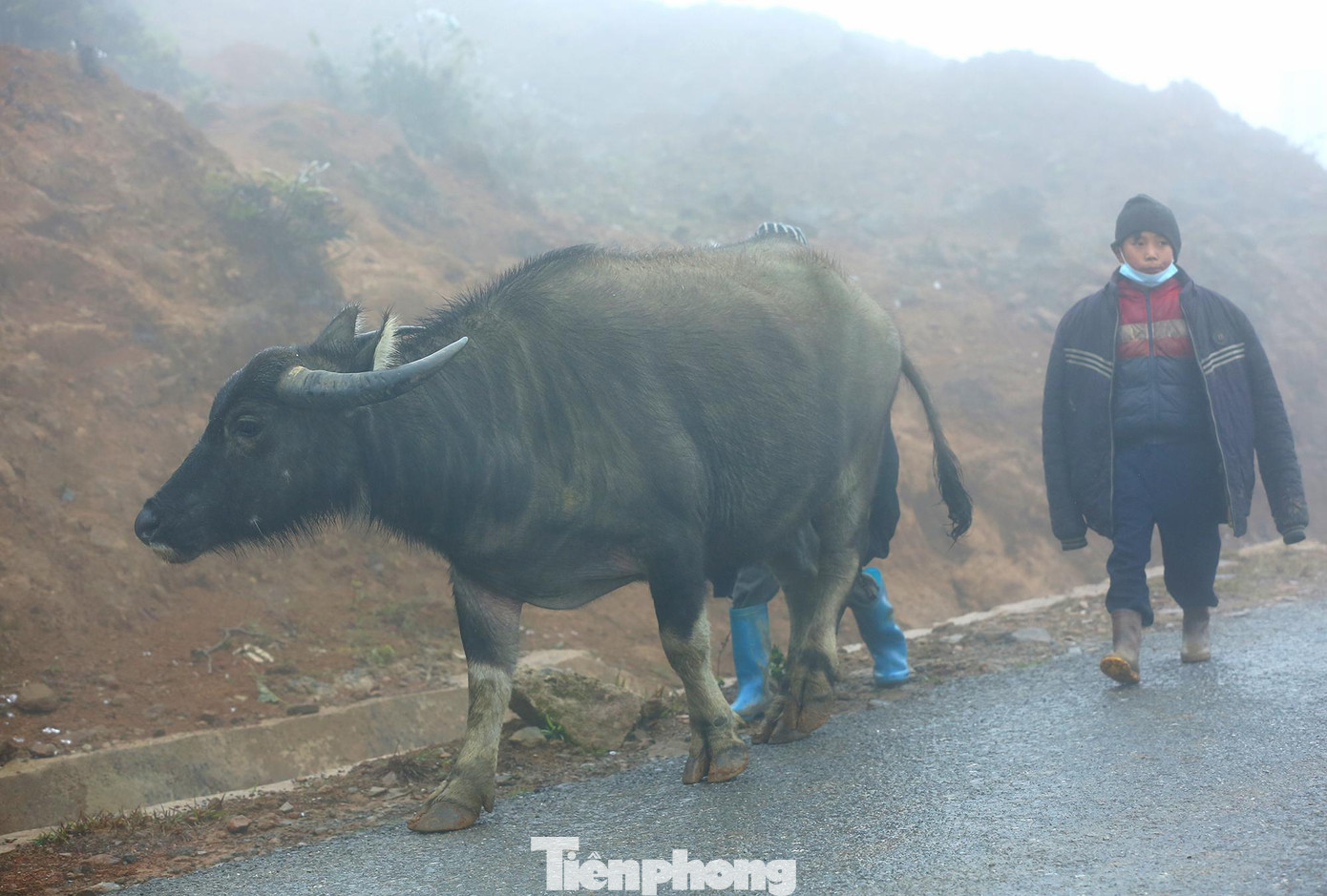 Thời tiết sương mù, giá rét khiến mọi hoạt động ở vùng cao như chậm lại, lượng người di chuyển ngoài đường cũng ít hơn. Nhưng em bé ở xã Y Tý vẫn đưa trâu ra ngoài đồng chăn dù trời đang rét buốt.