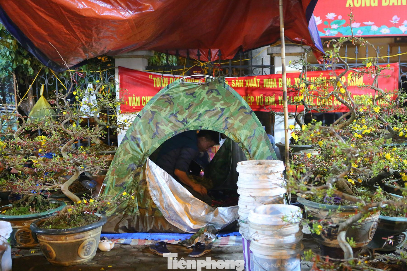 "Vườn mai của tôi khá độc, lạ, đẹp có giá trị lớn nên liên tục 2 anh em phải thay nhau thức trông suốt đêm, đề phòng bị ngắt, hái và phá hoại", anh Hoàng nói. "Vườn mai của tôi khá độc, lạ, đẹp có giá trị lớn nên liên tục 2 anh em phải thay nhau thức trông suốt đêm, đề phòng bị ngắt, hái và phá hoại", anh Hoàng nói.