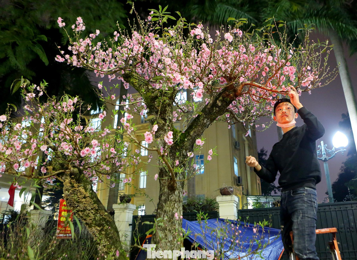 Anh Minh Hoàng nhà ở Thanh Sơn Phú Thọ chia sẻ: "Đêm nào em cũng thức trắng đêm để canh cho các gốc đào cổ thụ của nhà bởi giá trị các cây lớn". Anh Minh Hoàng nhà ở Thanh Sơn Phú Thọ chia sẻ: "Đêm nào em cũng thức trắng đêm để canh cho các gốc đào cổ thụ của nhà bởi giá trị các cây lớn".