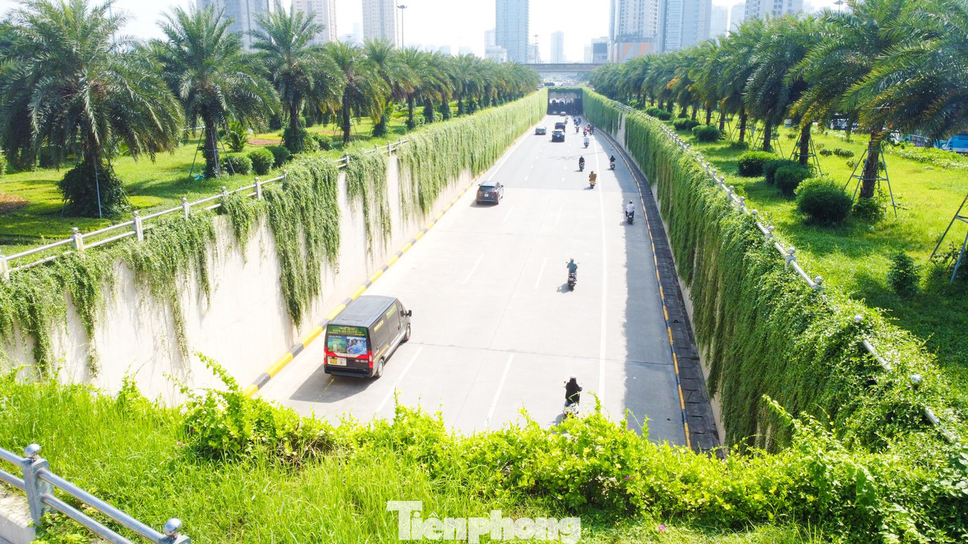 Cây thường được nhiều người dân tìm mua về trồng tại ban công, sân thượng để tạo tấm thảm che nắng.