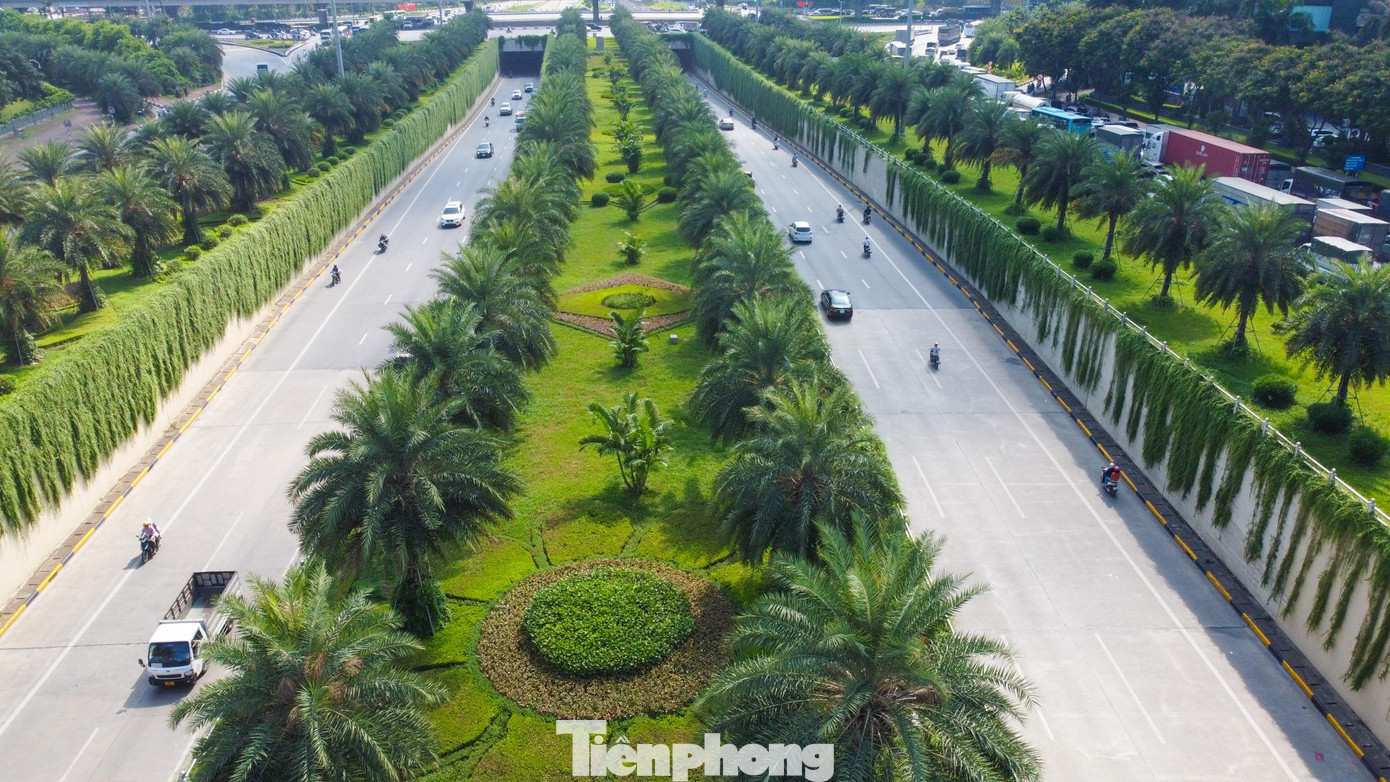 Hai bên đường hầm chui dài khoảng 200m được phủ xanh bởi hàng vạn cây cúc tần Ấn Độ.