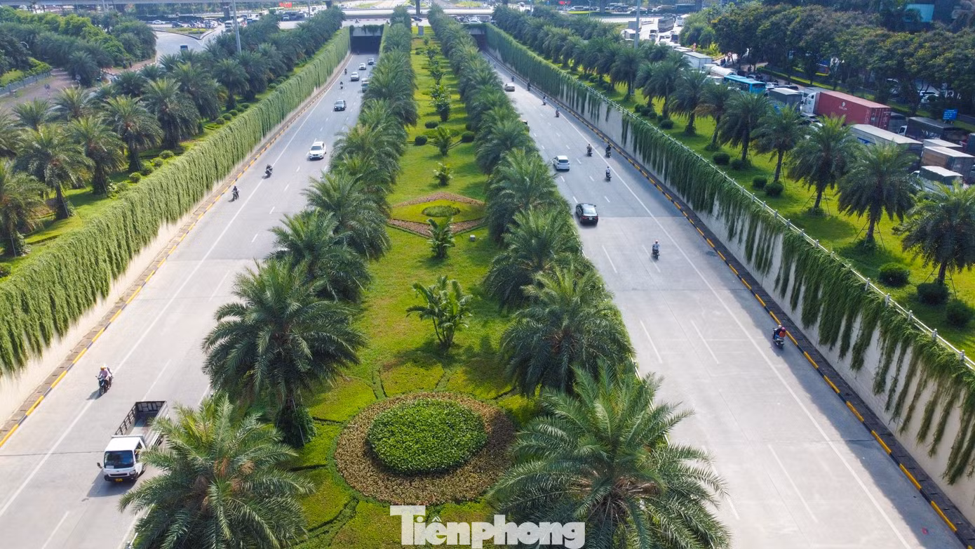 Hai bên đường hầm chui dài khoảng 200m được phủ xanh bởi hàng vạn cây cúc tần Ấn Độ.