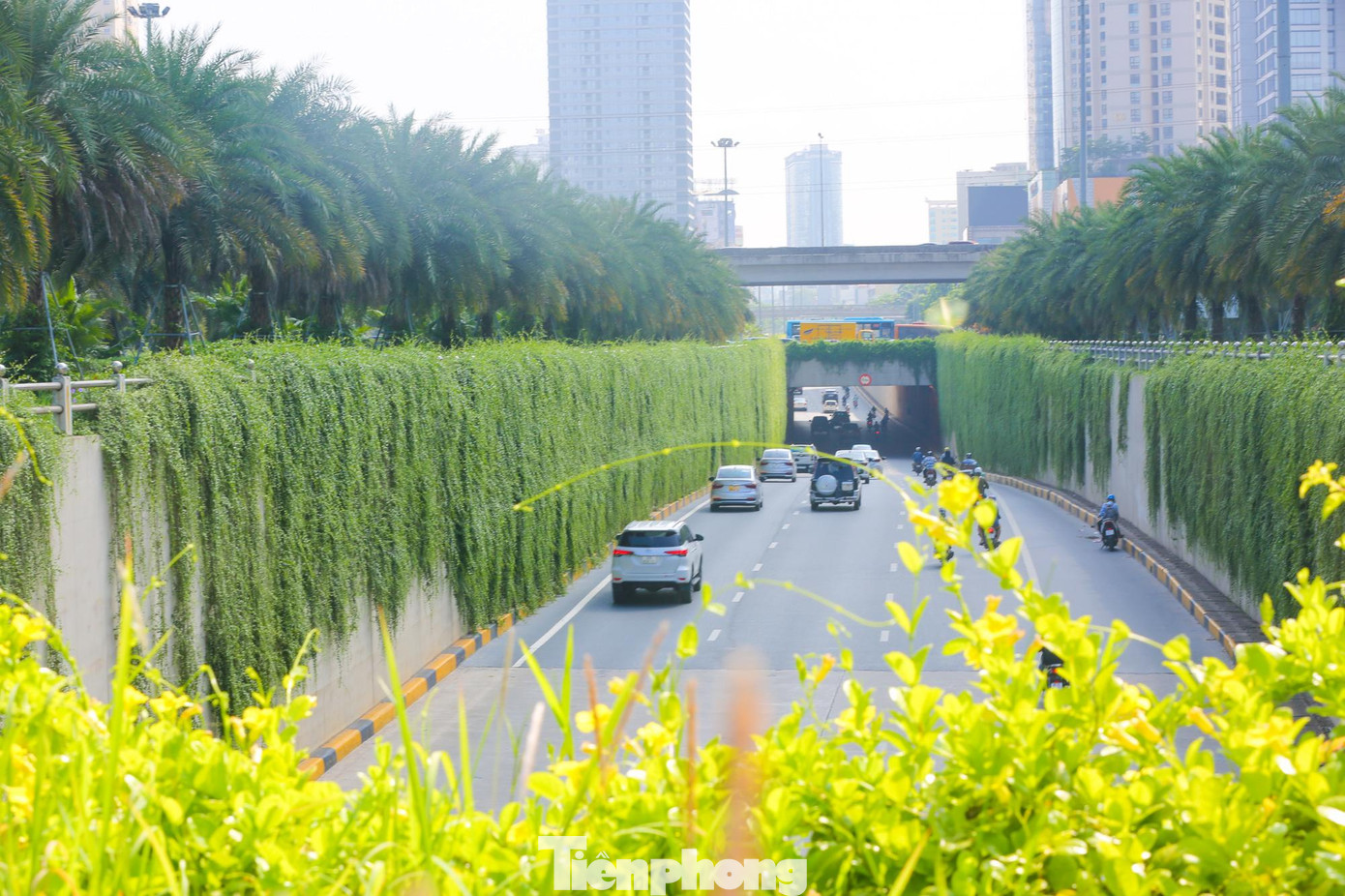 "Bức tường xanh" ấn tượng.