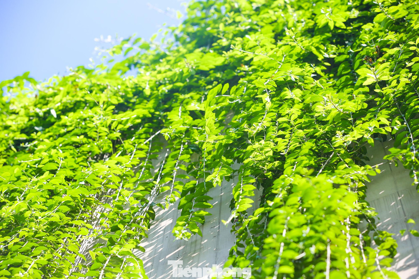 Cúc tần Ấn Độ phát triển mạnh mẽ buông xuống hai bên đường. Lá cây dày và xanh mướt.