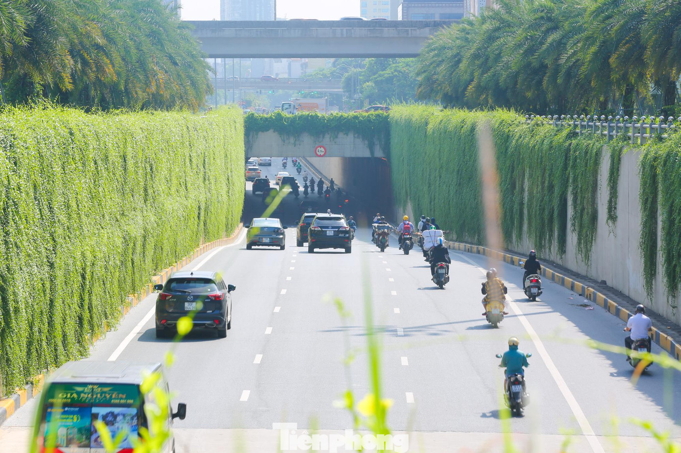 Mướt mắt với bức tường xanh.