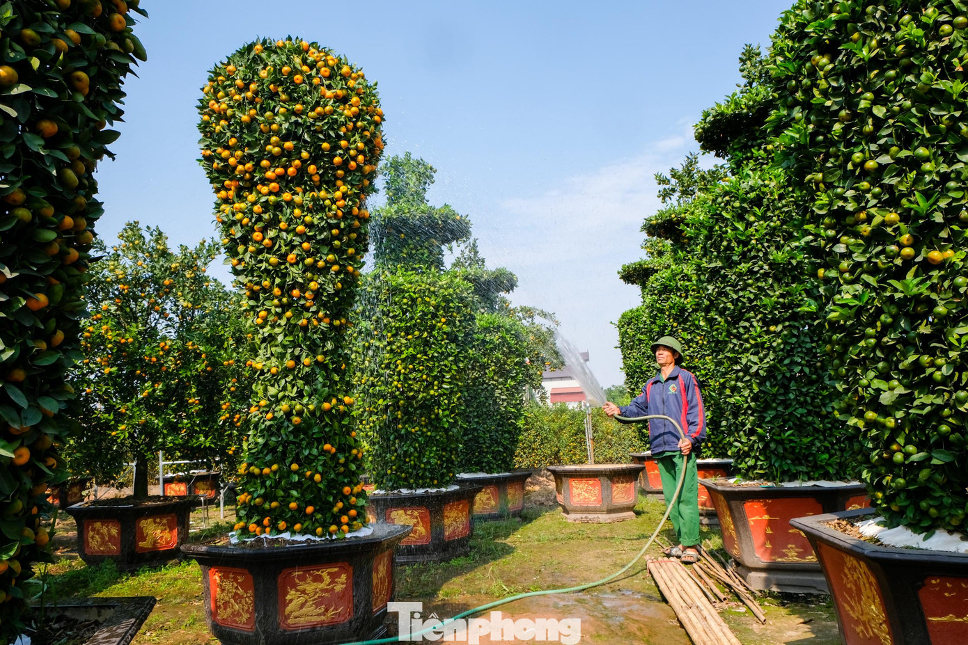 Đó là cây quýt với tạo dáng đặc biệt chiếc cúp vàng World Cup với chiều cao lên đến 3,2m với tuổi đời khoảng 4 năm. Đó là cây quýt với tạo dáng đặc biệt chiếc cúp vàng World Cup với chiều cao lên đến 3,2m với tuổi đời khoảng 4 năm.
