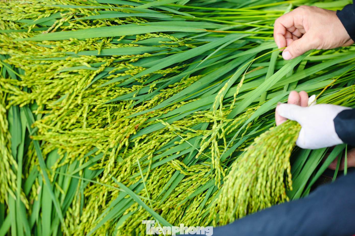 Nghề làm cốm ở Mễ Trì tính đến nay đã có bề dày lịch sử hơn một thế kỷ và đã được đưa vào Danh mục 17 di sản văn hóa phi vật thể quốc gia.