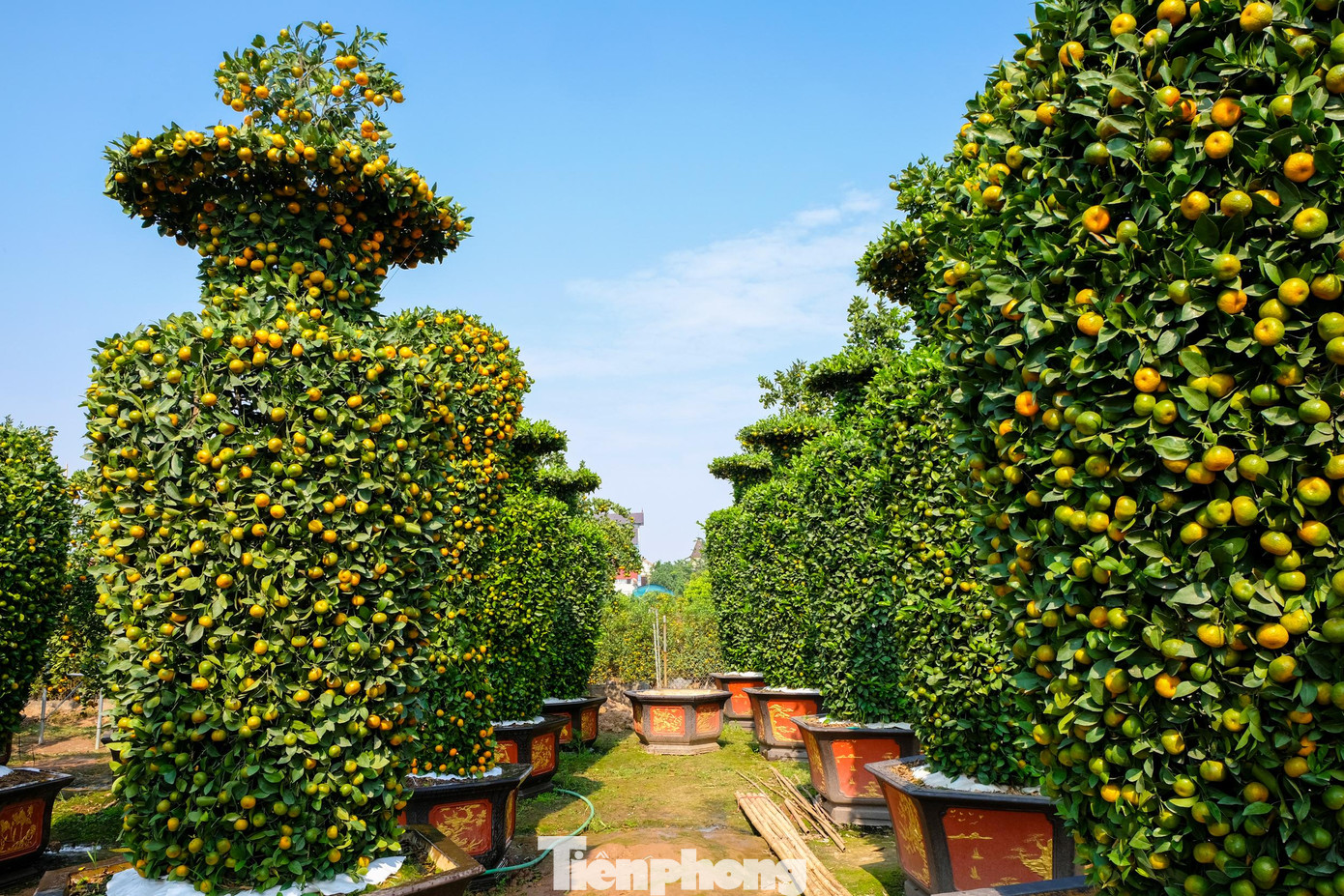 Năm nay, cả khu nhà vườn của anh Thạnh có khoảng 60 gốc được tạo theo dáng lục bình. Năm nay, cả khu nhà vườn của anh Thạnh có khoảng 60 gốc được tạo theo dáng lục bình.