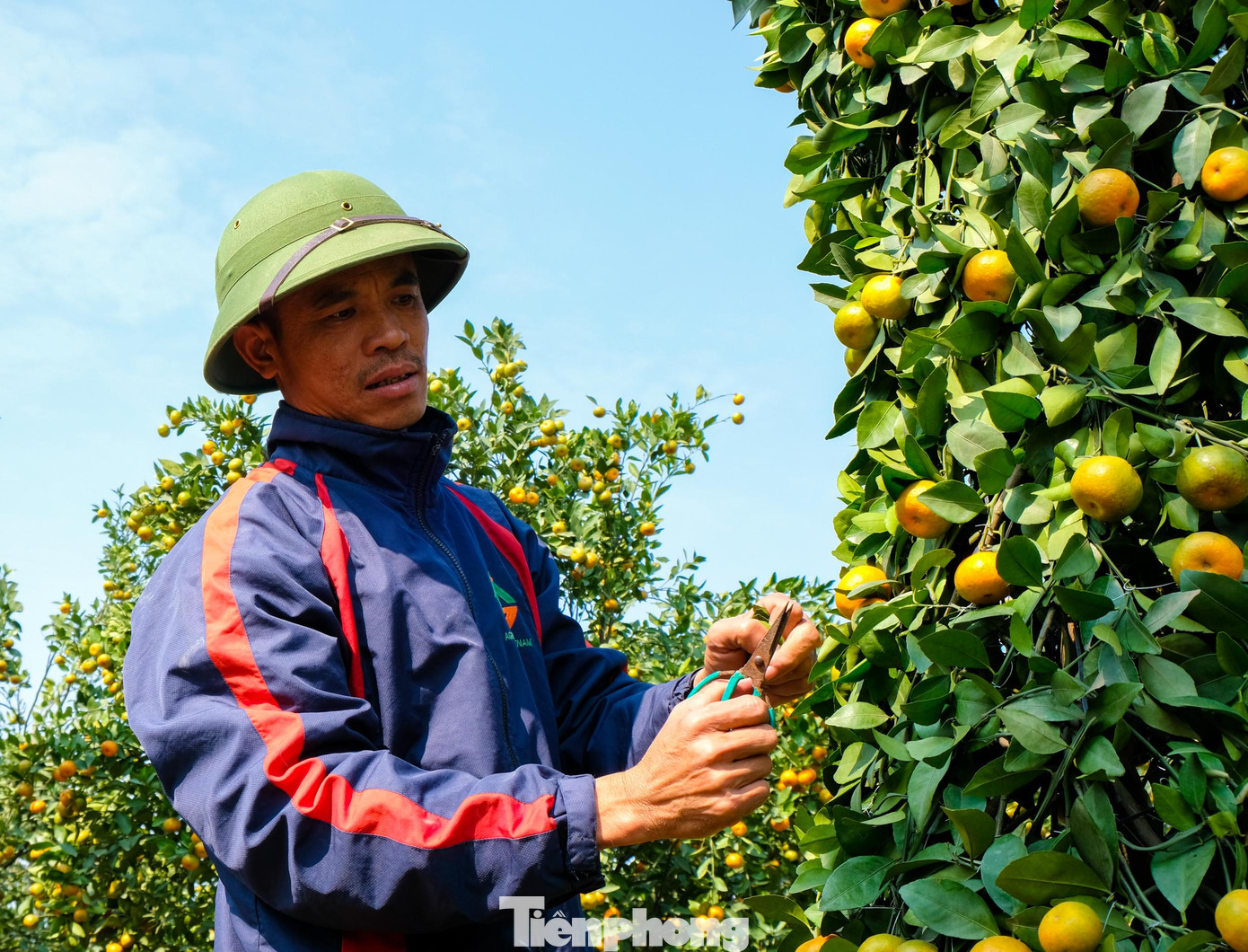 "Việc gò và tạo dáng những cặp quýt khủng theo các tạo hình này không hề dễ dàng, trong vườn quýt có hàng trăm gốc nhưng có khi chỉ chọn được một vài gốc ưng ý để đánh lên chậu chăm sóc, nuôi dưỡng và tạo thế", anh Nguyễn Văn Thạnh chia sẻ. "Việc gò và tạo dáng những cặp quýt khủng theo các tạo hình này không hề dễ dàng, trong vườn quýt có hàng trăm gốc nhưng có khi chỉ chọn được một vài gốc ưng ý để đánh lên chậu chăm sóc, nuôi dưỡng và tạo thế", anh Nguyễn Văn Thạnh chia sẻ.