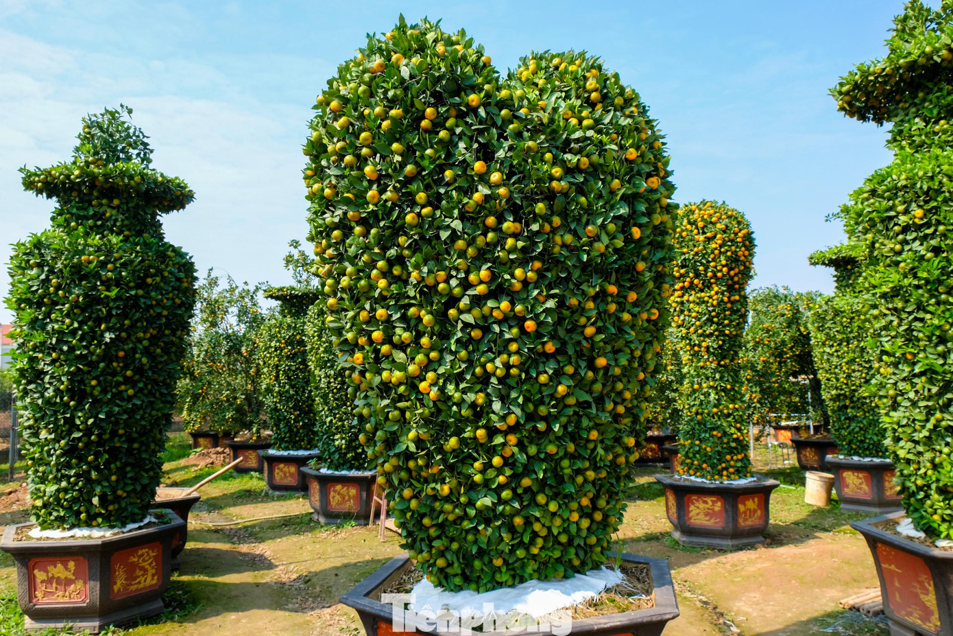 Ngoài ra còn có 20 gốc cây quýt được tạo hình trái tim mới lạ, khác biệt so với mọi năm. Ngoài ra còn có 20 gốc cây quýt được tạo hình trái tim mới lạ, khác biệt so với mọi năm.