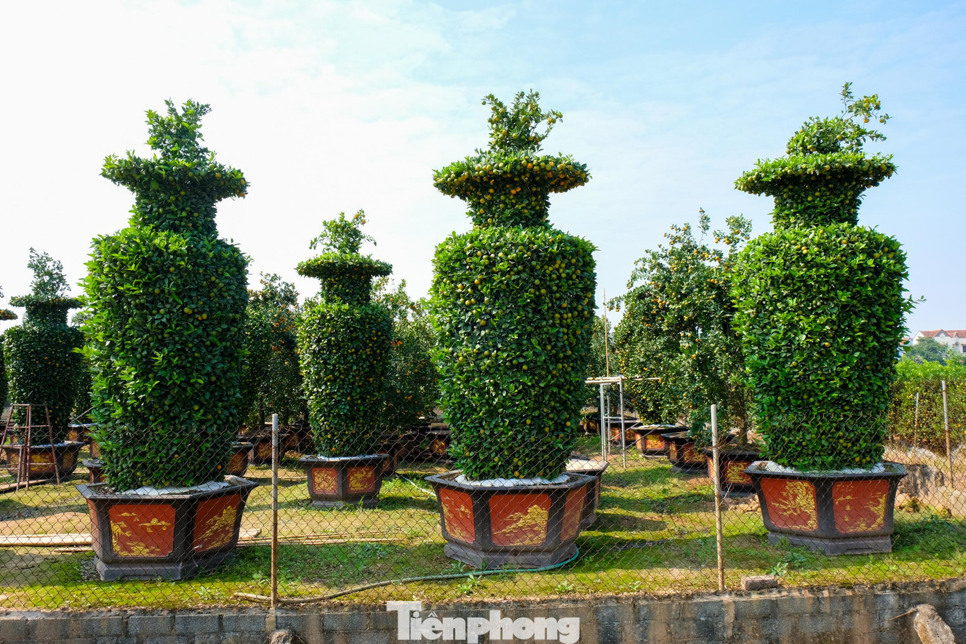 Những cặp quýt lục bình khủng cao quá đầu người luôn thu hút mọi ánh nhìn của người yêu cái đẹp và thích độc, lạ. Những cặp quýt lục bình khủng cao quá đầu người luôn thu hút mọi ánh nhìn của người yêu cái đẹp và thích độc, lạ.