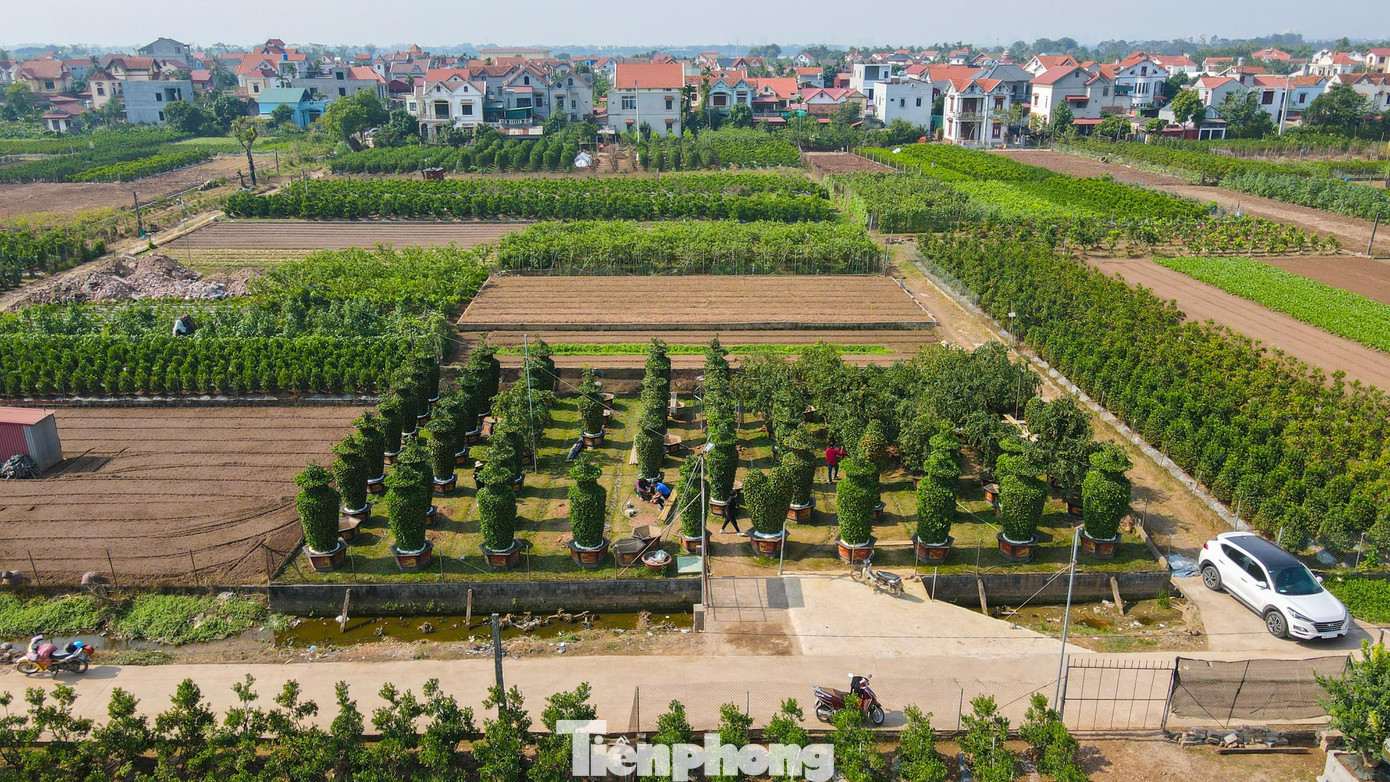 Vườn quýt cảnh ở xã Liên Nghĩa (Văn Giang, Hưng Yên) là nơi có những cặp quýt lục bình "khủng" với chiều cao lên đến 4 m thu hút nhiều người sành chơi tìm đến chiêm ngưỡng. Vườn quýt cảnh ở xã Liên Nghĩa (Văn Giang, Hưng Yên) là nơi có những cặp quýt lục bình "khủng" với chiều cao lên đến 4 m thu hút nhiều người sành chơi tìm đến chiêm ngưỡng.