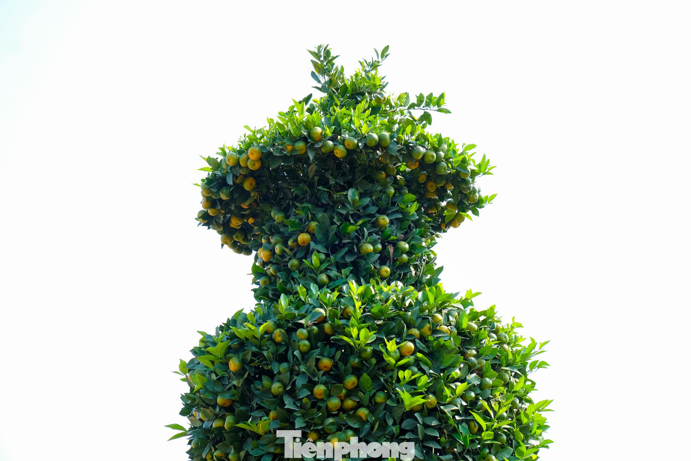 Các nhà vườn phải kỳ công chăm sóc, dùng dây thép để gò những cây quýt theo hình dáng lục bình. Các nhà vườn phải kỳ công chăm sóc, dùng dây thép để gò những cây quýt theo hình dáng lục bình.