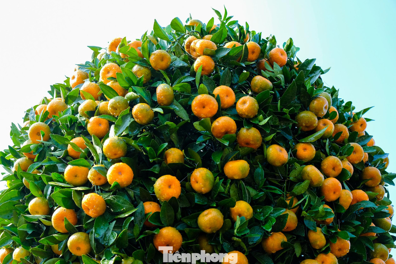 Dự kiến giá bán cây quýt lục bình và quýt trái tim khi đưa ra thị trường dao động từ 25 đến 30 triệu đồng. Dự kiến giá bán cây quýt lục bình và quýt trái tim khi đưa ra thị trường dao động từ 25 đến 30 triệu đồng.