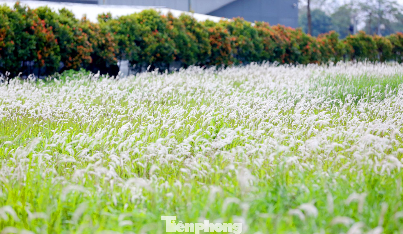Những ngày gần đây, bãi cỏ lau thuộc khu Ngoại giao đoàn (Bắc Từ Liêm - Hà Nội) bất ngờ nở rộ trắng muốt thơ mộng đẹp như tranh vẽ.