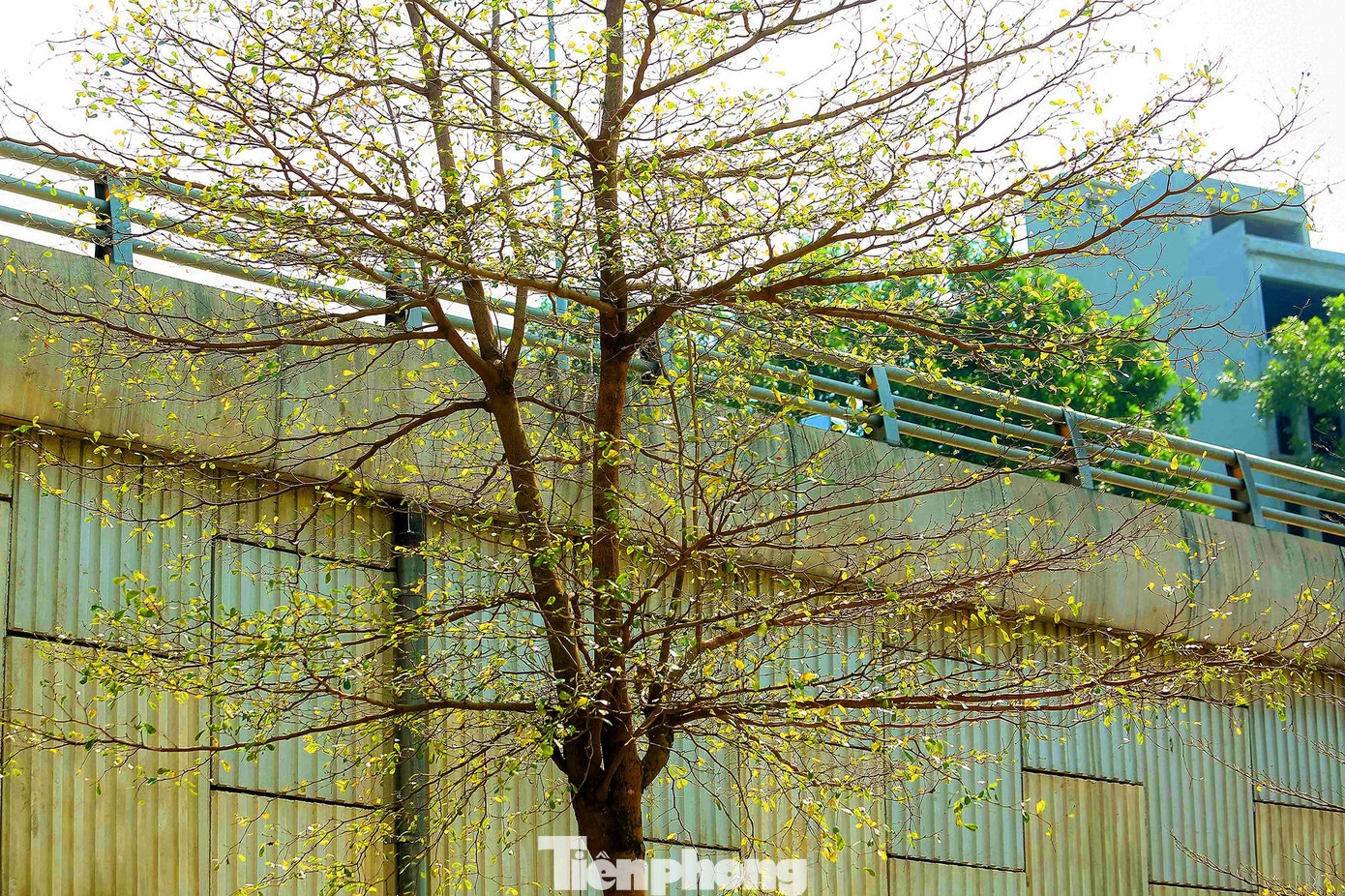 Hàng cây bàng lá nhỏ bắt đầu chuyển sang sắc vàng và chuẩn bị thay lá, tạo nên khung cảnh thơ mộng.