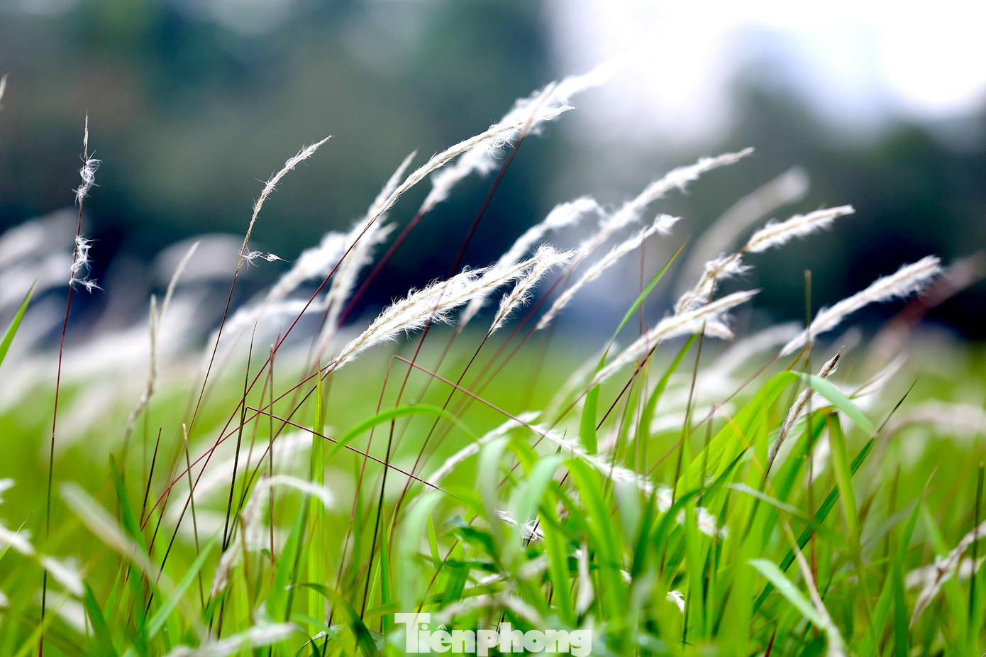 Hoa cỏ lau là loại hoa mong manh, khi nở rộ bung ra những hạt mầm nhỏ màu trắng theo gió cuốn bay.