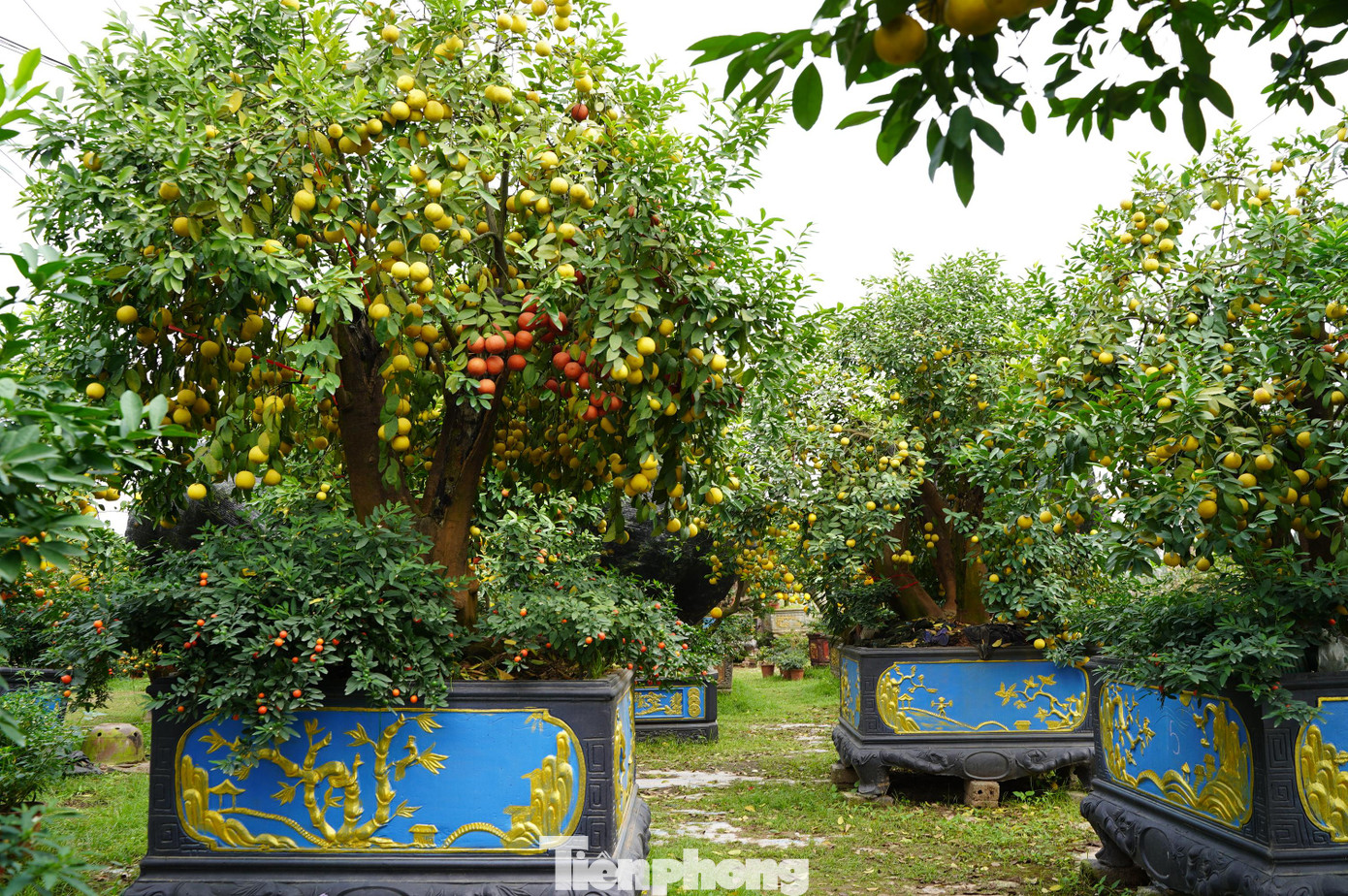 Bước vào vườn cây cảnh độc, lạ của anh Nguyễn Văn Hưng (xã Thắng Lợi, huyện Văn Giang, tỉnh Hưng Yên), có cảm giác như bước vào một khu rừng bởi sự xum xuê, um tùm của những tán lá chanh, quất, quýt, bưởi tỏa ra từ những gốc cây cổ thụ.