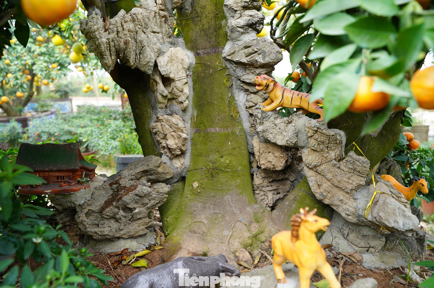 Đầu tiên phải ghép cành quýt lên thân bưởi, đợi những cành quýt này qua một vụ đơm quả. Sau đó mới ghép cành quất vào những cành quýt đã ghép trên thân bưởi.