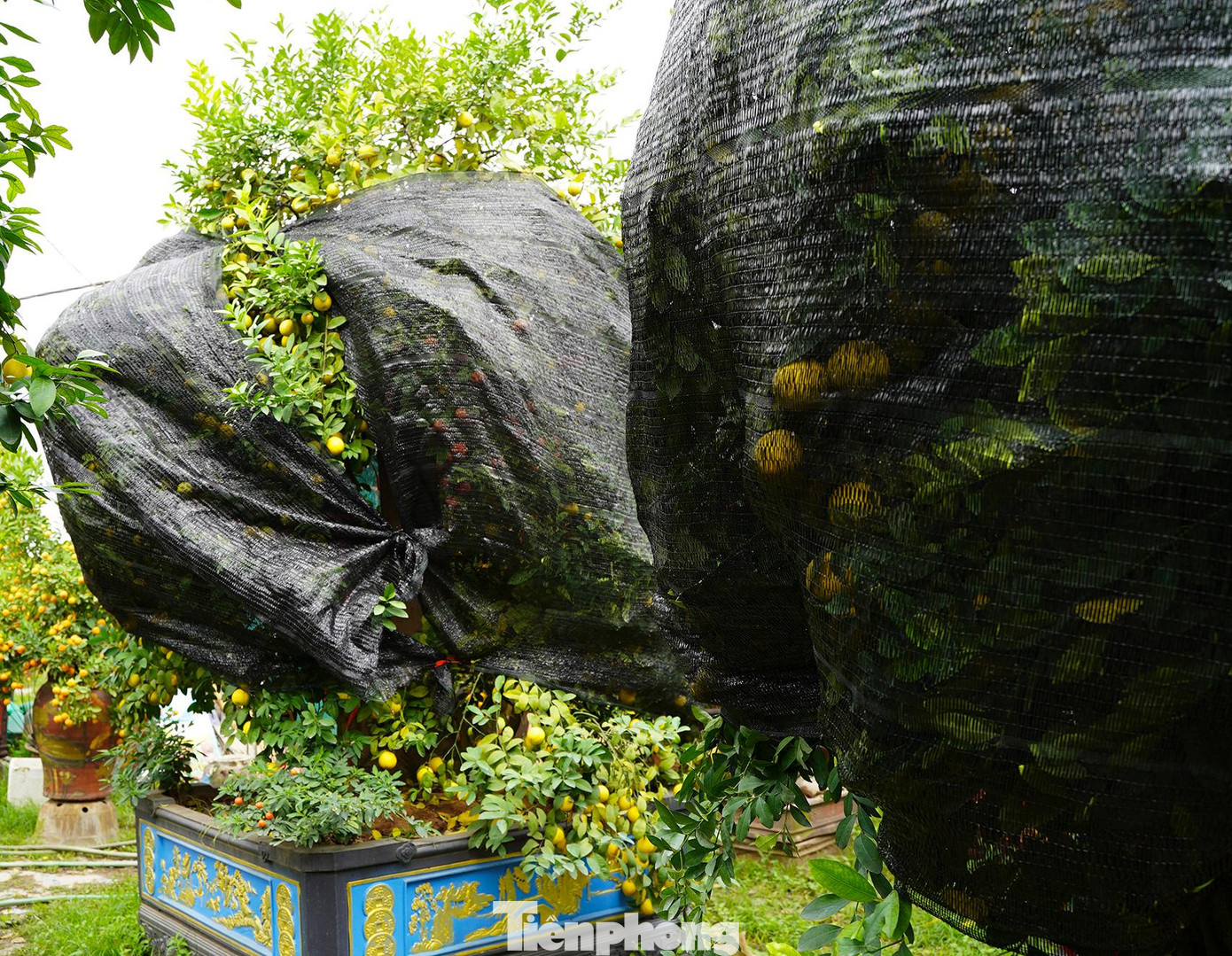 Để tạo thêm màu sắc và giá trị cho chanh bonsai, chủ vườn còn ghép thêm chanh đào hoặc bưởi với ý nghĩa tượng trưng cho sự no đủ, đầm ấm.