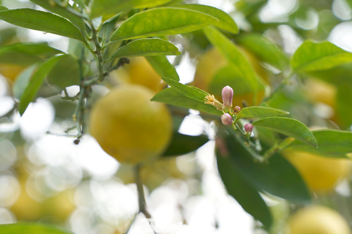 Ngoài chanh bonsai anh Hưng còn tạo ra nhiều các sản phẩm bonsai độc đáo với giá trị cao như quất, bưởi...