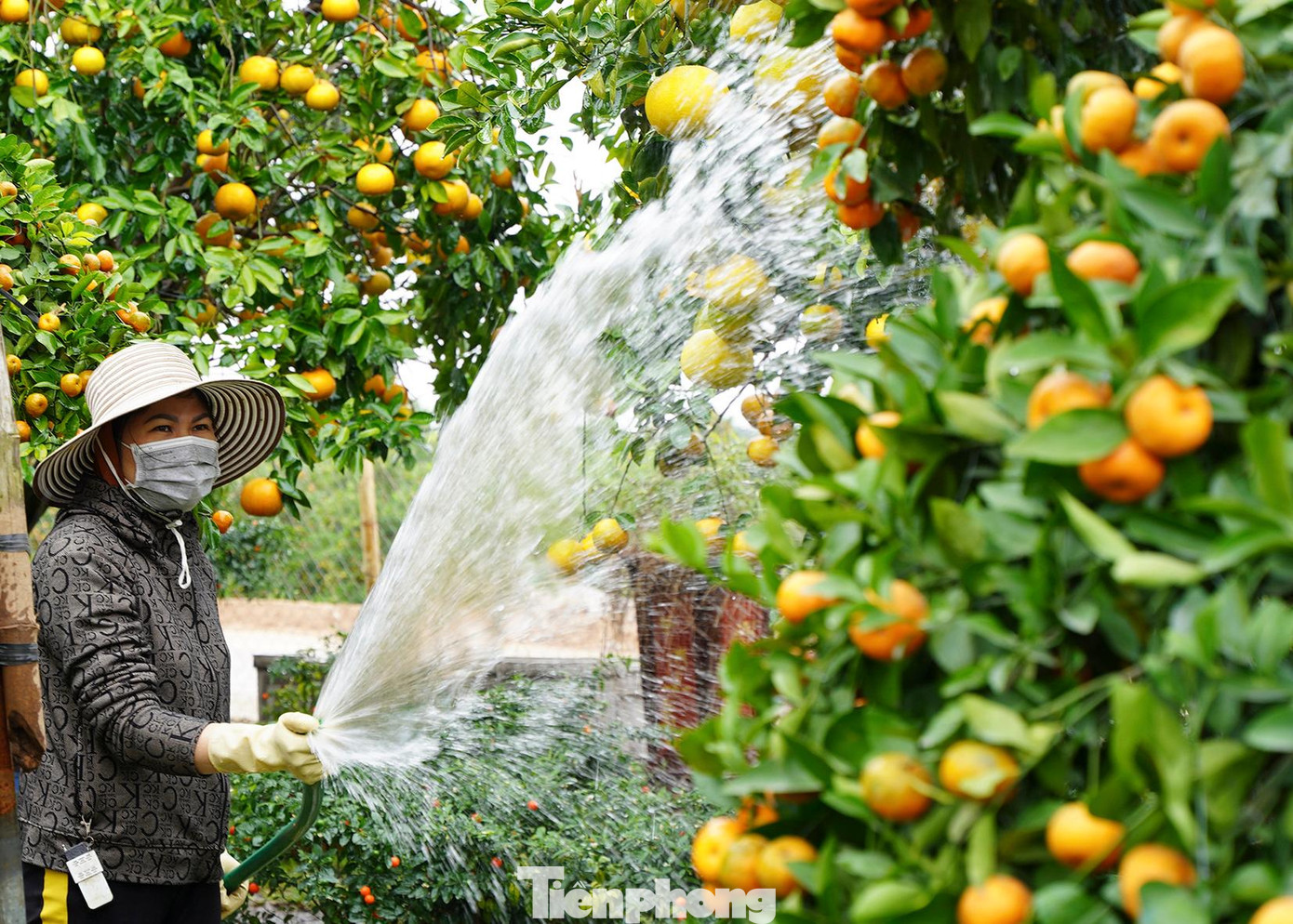 Để có được một cây lên dáng chuẩn "độc, lạ”, tầng tầng, lớp lớp tán cho ra trái xum xuê, nhà vườn phải mất nhiều năm lao động miệt mài với lòng yêu nghề thực sự.