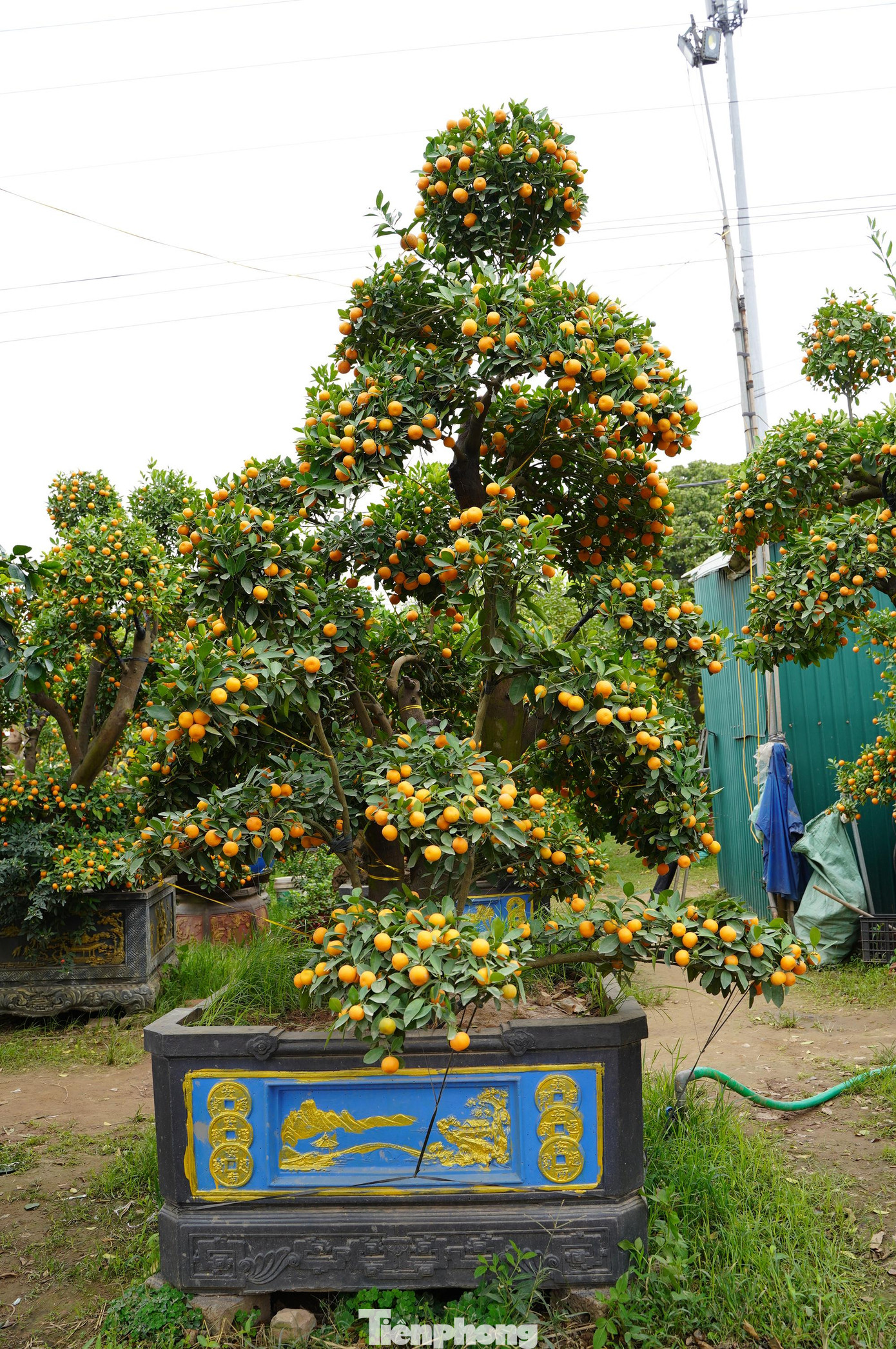 Muốn cành quất, chanh sống khoẻ và cho ra trái trên gốc bưởi cổ thụ, phải trải qua 2 bước lớn.