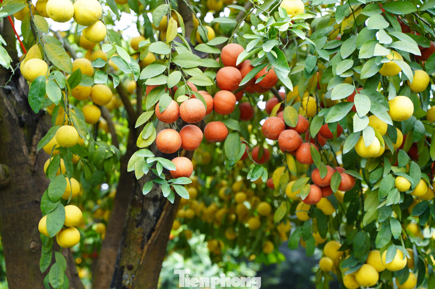 Những cây chanh cỡ đại sai chi chít quả đòi hỏi người nghệ nhân phải có tay nghề cao và tính sáng tạo của riêng mình.