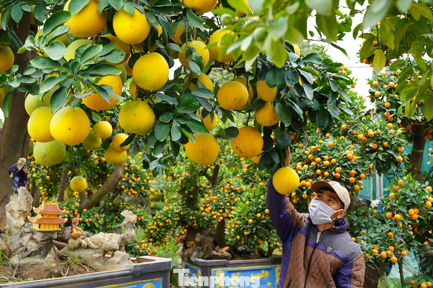 Một vài năm trở lại đây, nhiều người chơi cây cảnh đã tới đặt cọc mua cây chanh nhà anh Hưng chơi Tết.