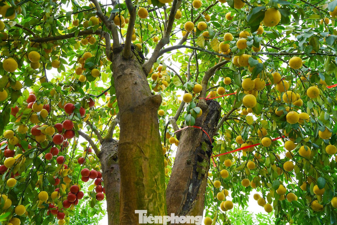 Hiện tại vườn của anh đang có 16 cây chanh cổ thụ, những cây chanh có giá từ chục triệu đồng tới khoảng 100 triệu đồng và cây đắt nhất có giá tới 200 triệu đồng.
