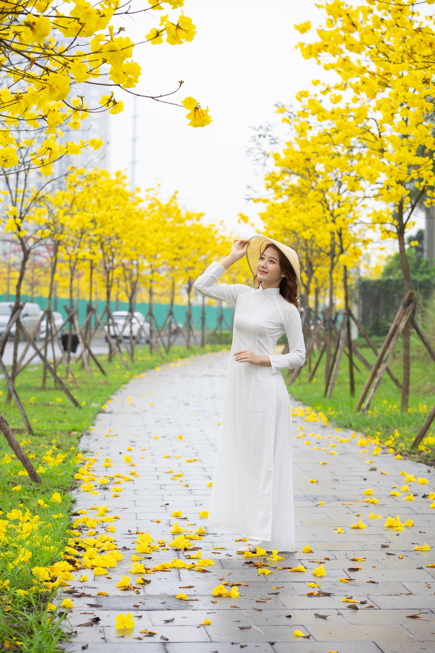 Cây phong linh còn có tên gọi khác là chuông vàng, xuất xứ Nam Mỹ nay được trồng phổ biến nhiều ở cả các vùng nhiệt đới và cận nhiệt đới.