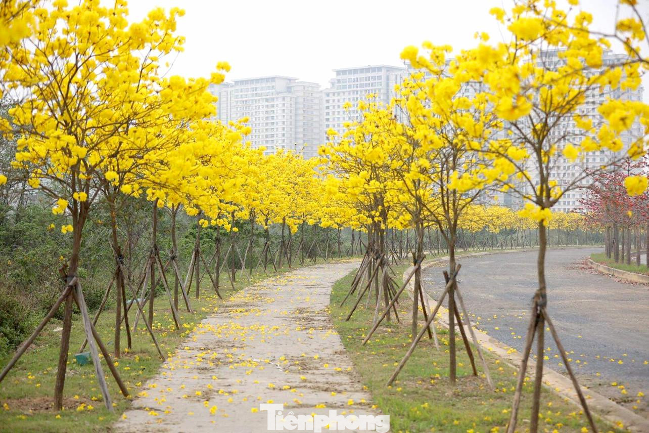 Cung đường hoa gạo và phong linh ở đây chủ đầu tư mới mở cửa tự do cho người dân tham quan và chụp hình nên hiện vẫn vắng người qua lại..