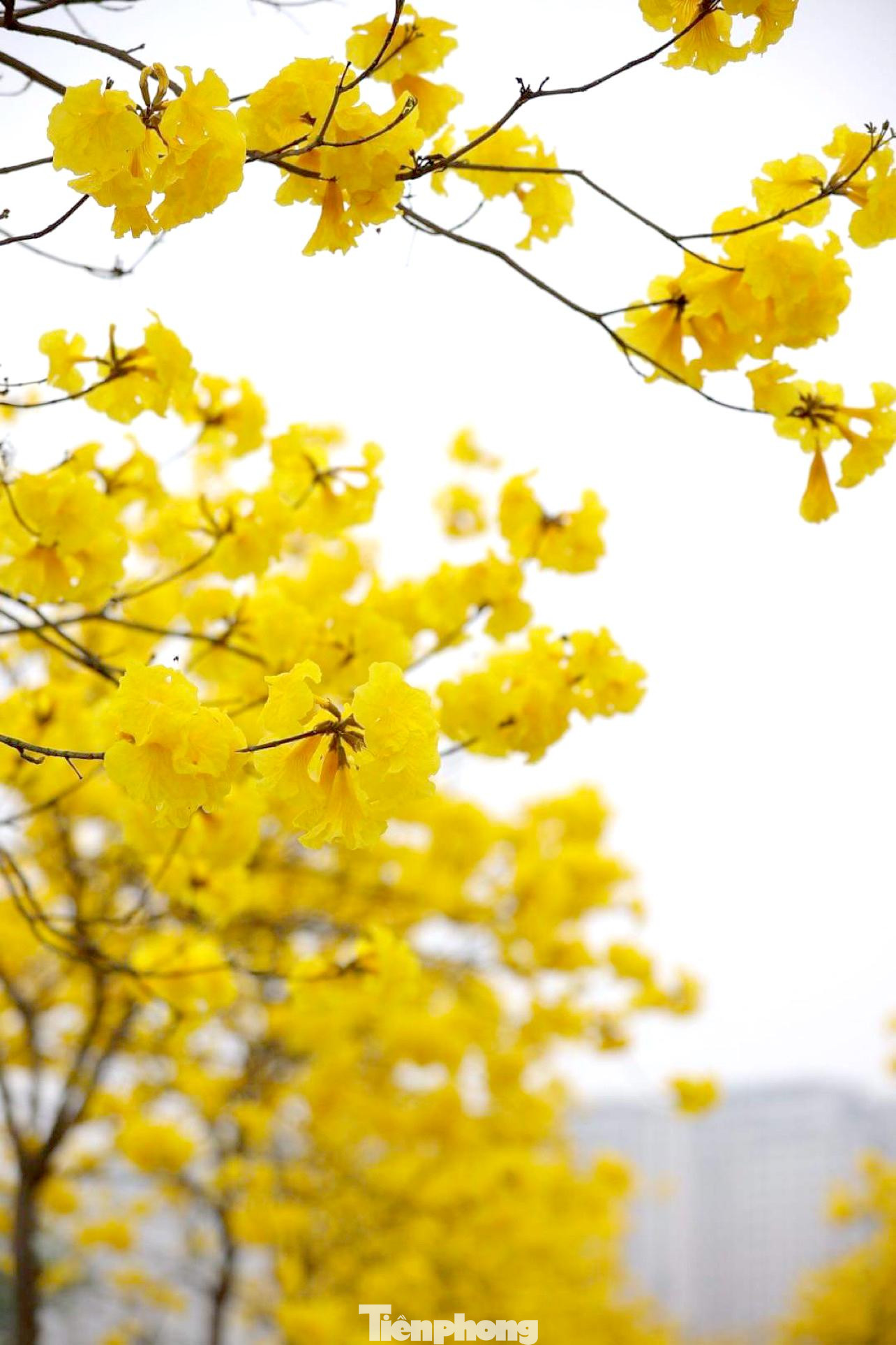 Hoa phong linh vàng mỏng manh và chỉ rộ được vài ngày là rụng, không nở lâu và bền như hoa gạo.