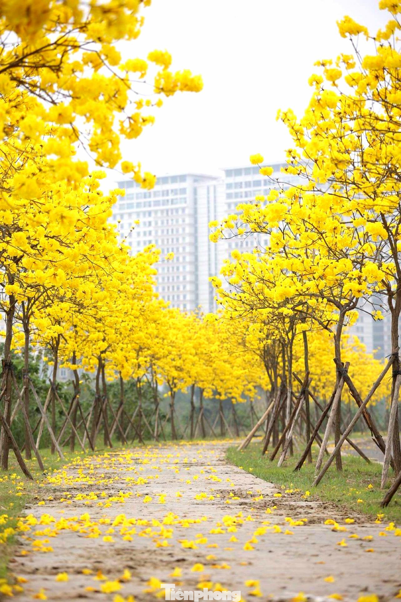 Được biết đây là cung đường nội bộ của khu đô thị và chủ đầu tư đã quyết định mở cửa cho du khách tham quan và chụp ảnh check-in từ hôm nay 16/3.