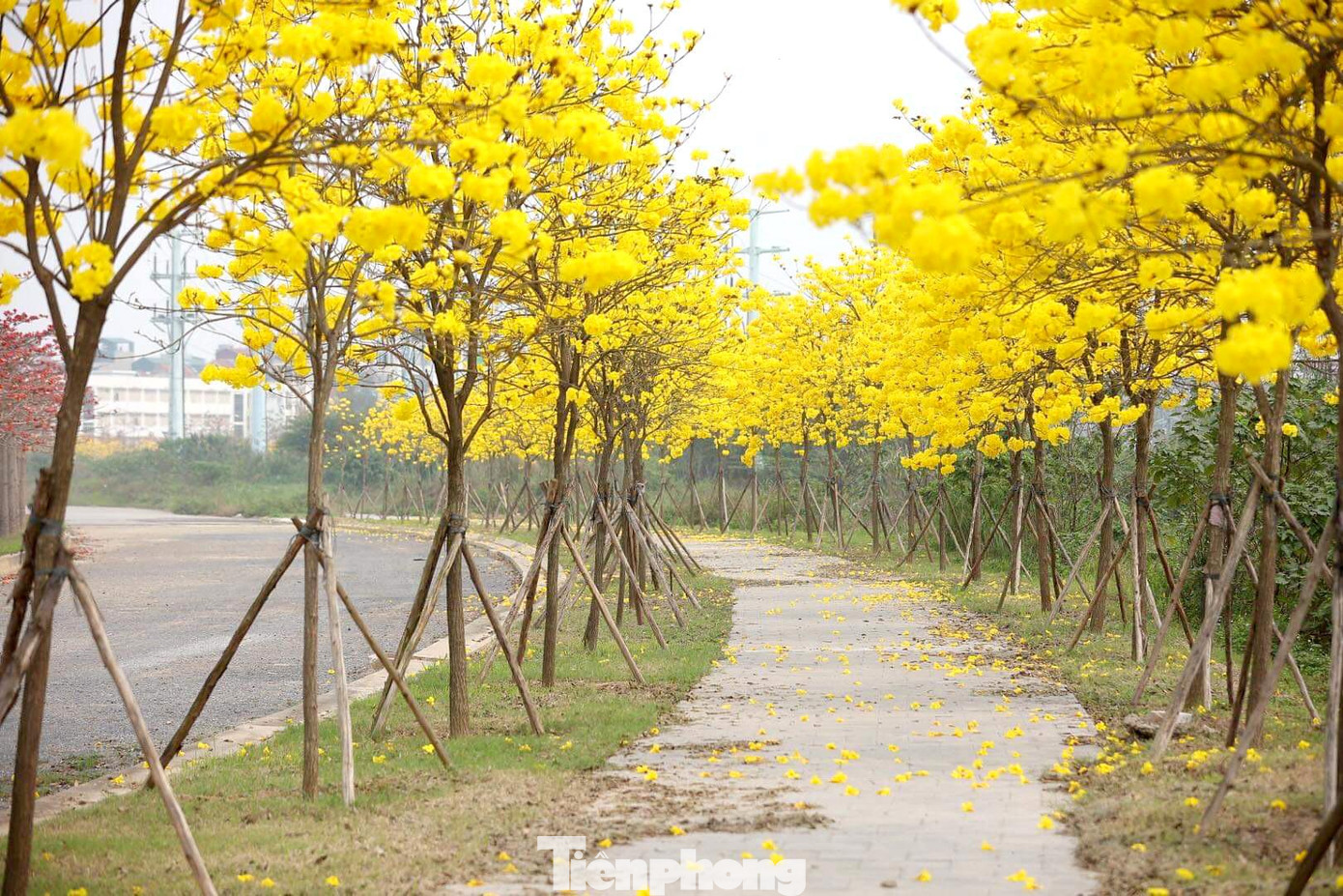 Phong linh là loại cây thân gỗ cứng có kích thước lớn, cao khoảng từ 2 đến 7 m. Vào mùa khô cây sẽ rụng hết lá và bung nở khoe sắc vàng rực rỡ trên nền trời. Bông hoa có kích thước lớn nở thành chùm, hình dáng giống chiếc chuông rất đẹp và ấn tượng.
