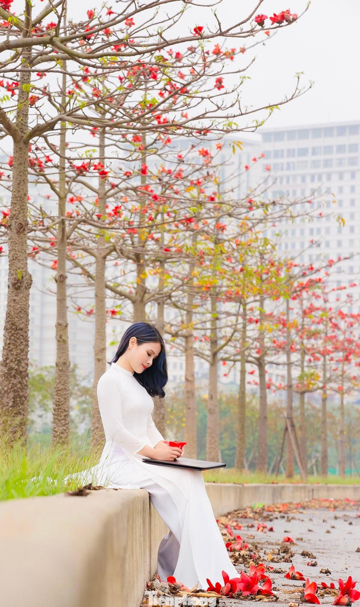 Những cây hoa gạo ở đây mới trồng ít năm nên chỉ cao khoảng 4-5 m, không có tán lá sum suê và lớn như ở các khu vực ngoại thành, tuy nhiên hoa vẫn nở đỏ rực như thắp lửa trên những cành cây thu hút mọi ánh nhìn.