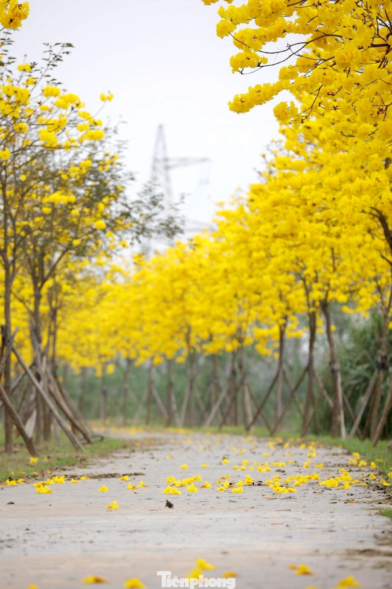 Tuyến đường nội đô này dài khoảng 300 - 400 m chỉ trồng hai loại cây ra hoa nở cùng vào thời điểm tháng 3 rất nổi bật, tạo nên bức tranh thiên nhiên tuyệt đẹp.