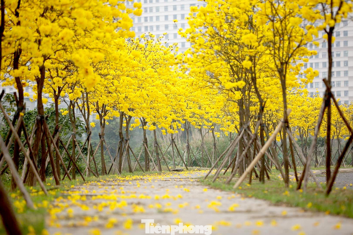 Khu đô thị ở phường La Khê, quận Hà Đông những ngày tháng 3 này đang rợp đường sắc đỏ, vàng của hoa gạo và hoa phong linh tạo nên bức tranh khung cảnh thiên nhiên lãng mạn đẹp nao lòng.