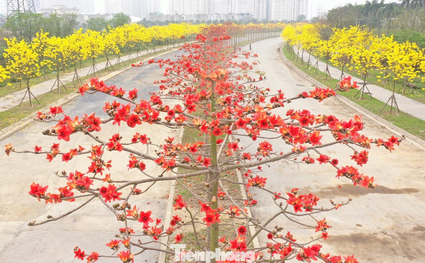 Hiện tuyến đường có hai dãy hoa phong linh vàng và một dãy hoa gạo ở giữa đang vào thời điểm bung nở khoe sắc đẹp nhất.