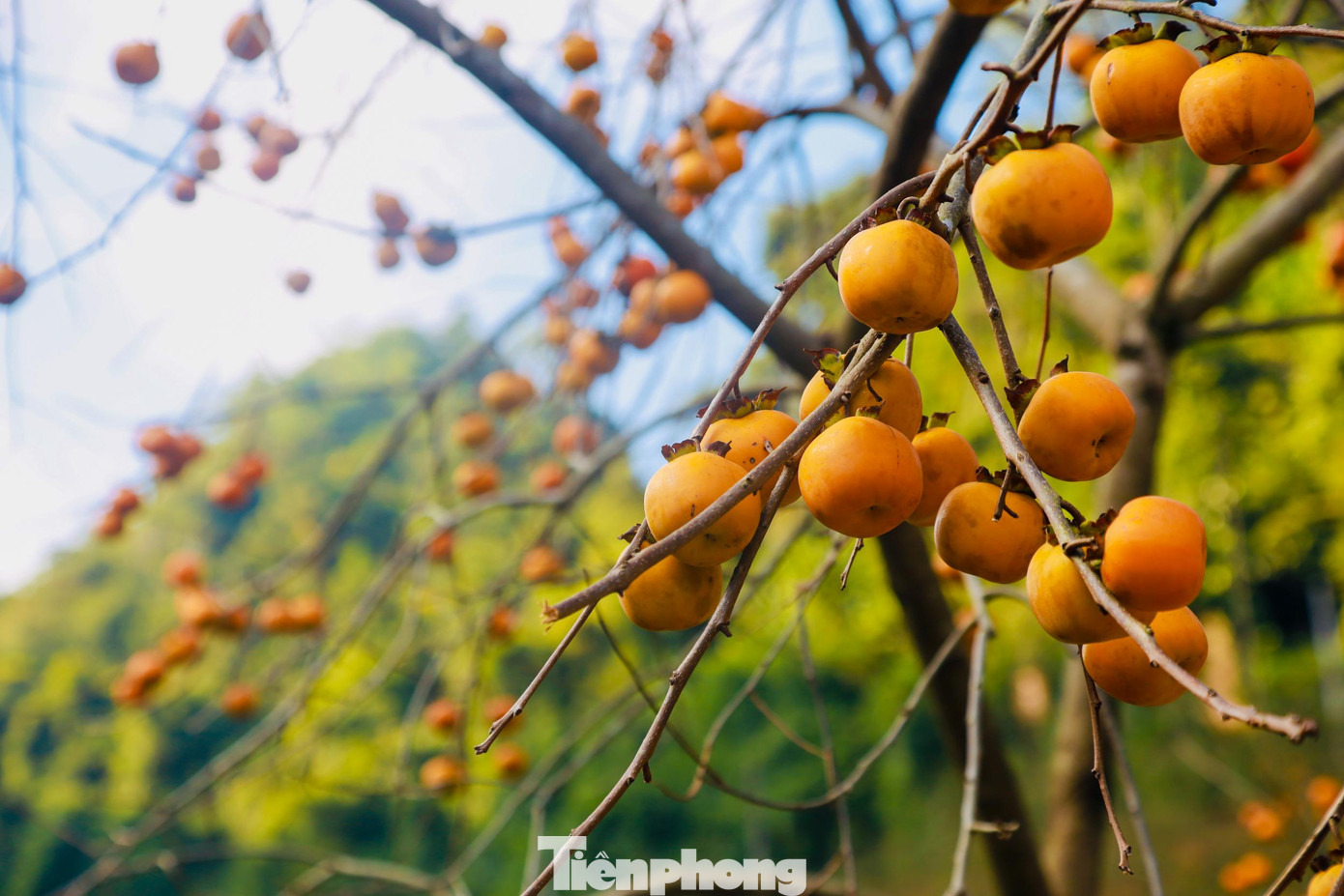 Hết thu, sang đông, cây rụng hết lá, chỉ còn lại cành và quả chín mọng tạo nên khung cảnh chụp ảnh lý tưởng.