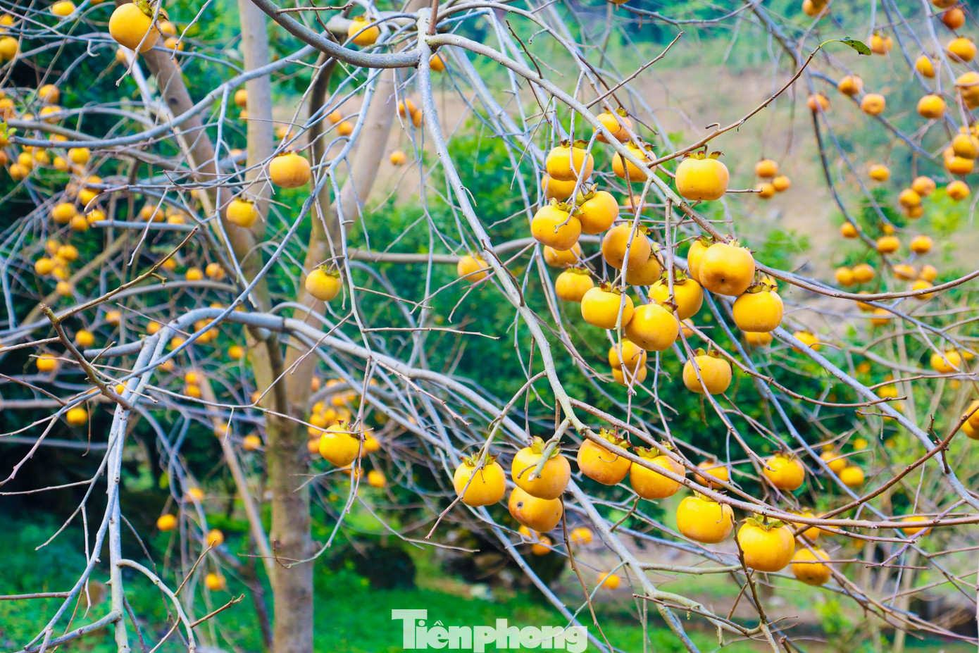 Nhiều vườn bán cả cành hồng có quả cho du khách mang về làm quà hoặc cắm trang trí trong nhà.