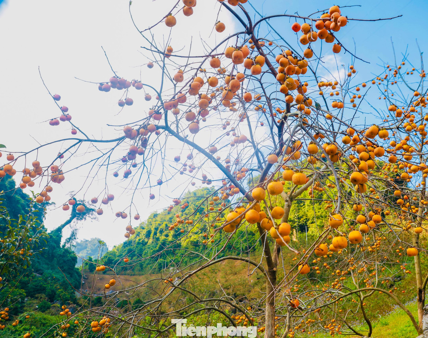 Khi mùa đông đến Cao nguyên Mộc Châu không chỉ rực rỡ với những loài hoa, mà còn có cả những vườn hồng sai trĩu quả quyến rũ. Để chiêm ngưỡng cả vườn hồng rộng lớn, du khách có thể tìm đến các vườn hồng lớn có địa chỉ tại tiểu khu Bản Ôn, thị trấn nông trường Mộc Châu.