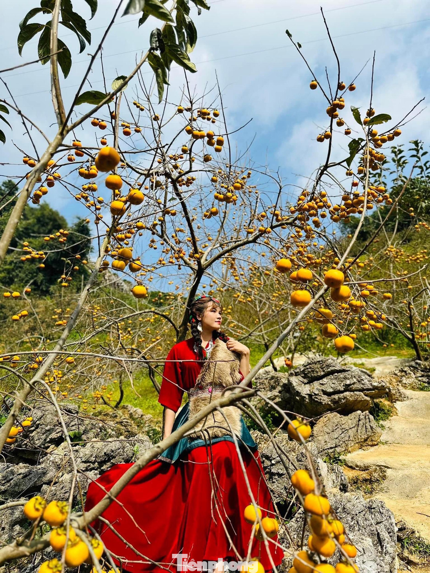 Những vườn hồng phủ kín cây sai trĩu quả nối tiếp nhau nằm bên triền đồi đá hoang sơ, thơ mộng.