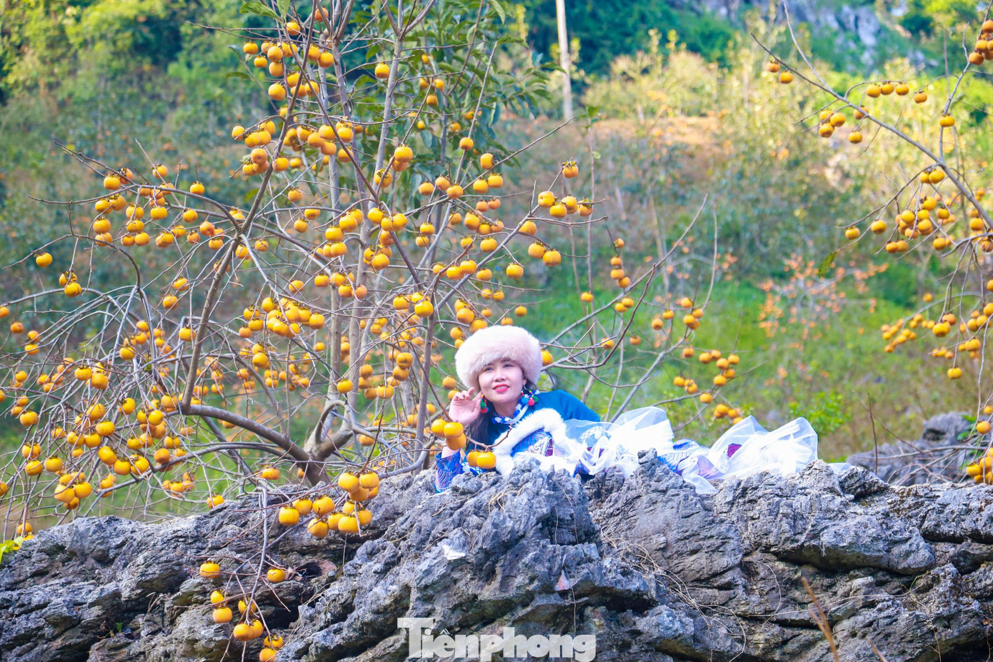 Hồng Mộc Châu có hai loại: hồng giòn và hồng chát. Hồng chát chín rộ vào khoảng tháng 11–12. Tuy nhiên, nó lại là đồ trang trí nhiều người yêu thích.