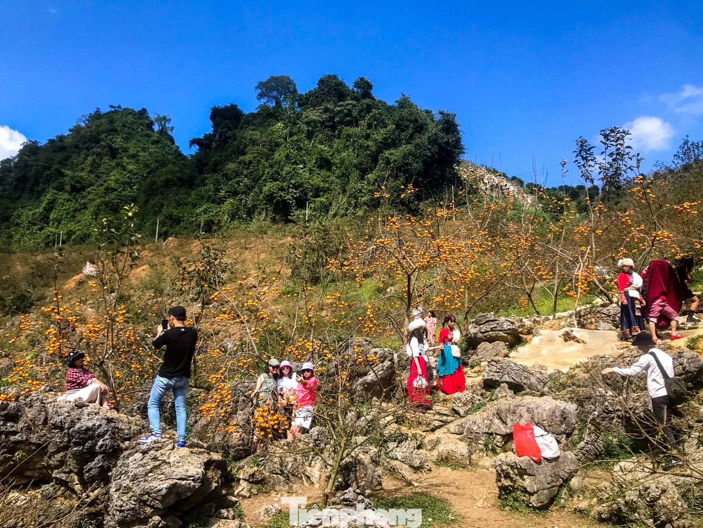 Mùa hồng chín ở Mộc Châu (Sơn La) thường rơi vào khoảng tháng 9 đến tháng 12, nhưng đẹp nhất là vào dịp trung tuần tháng 11, đầu tháng 12, khi tiết trời bắt đầu trở lạnh.