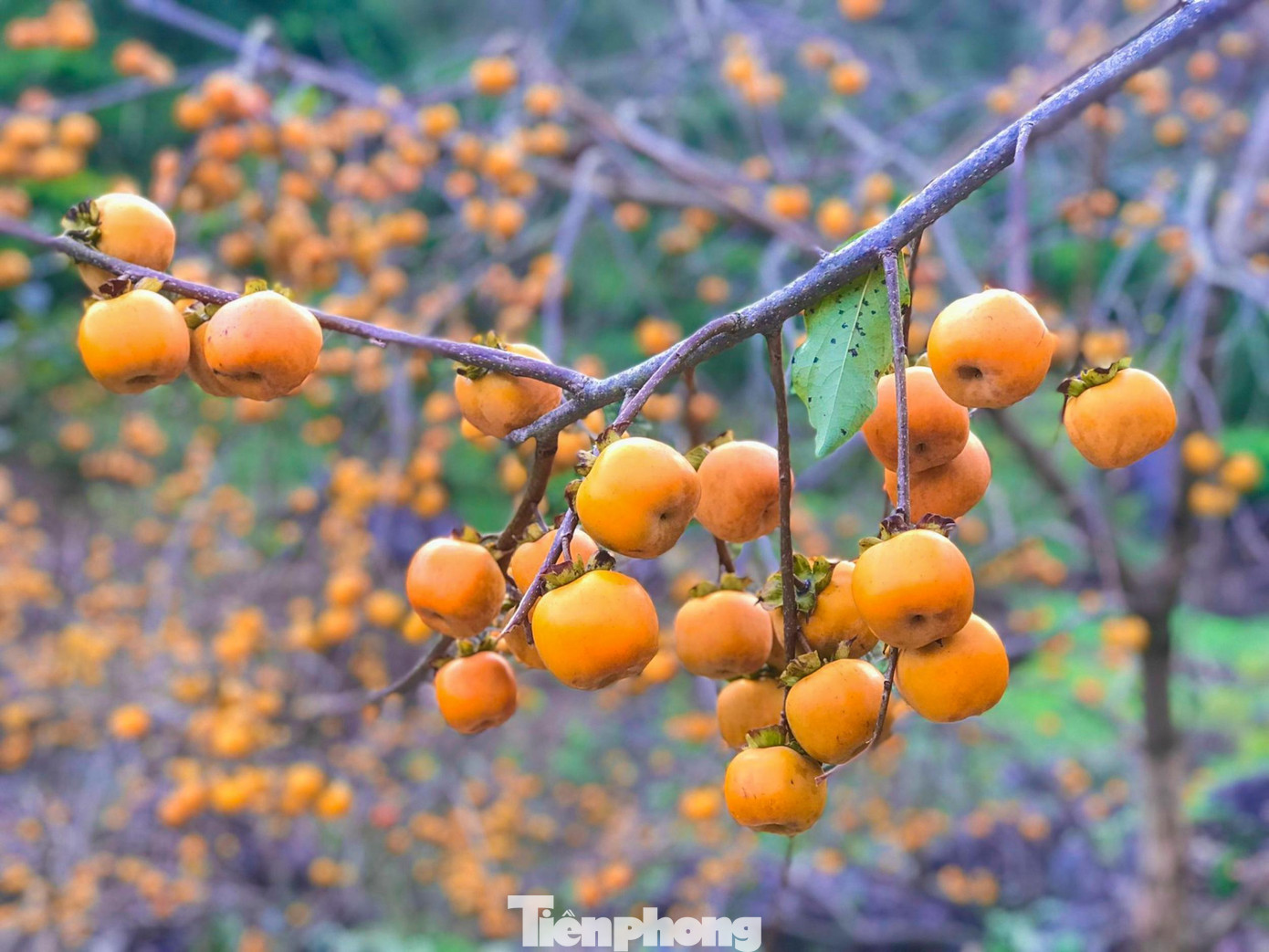 Những cành hồng trĩu trịt với gam màu bắt mắt đỏ cam, góp phần tạo nên bức tranh sắc màu của cao nguyên Mộc Châu đầy hữu tình.
