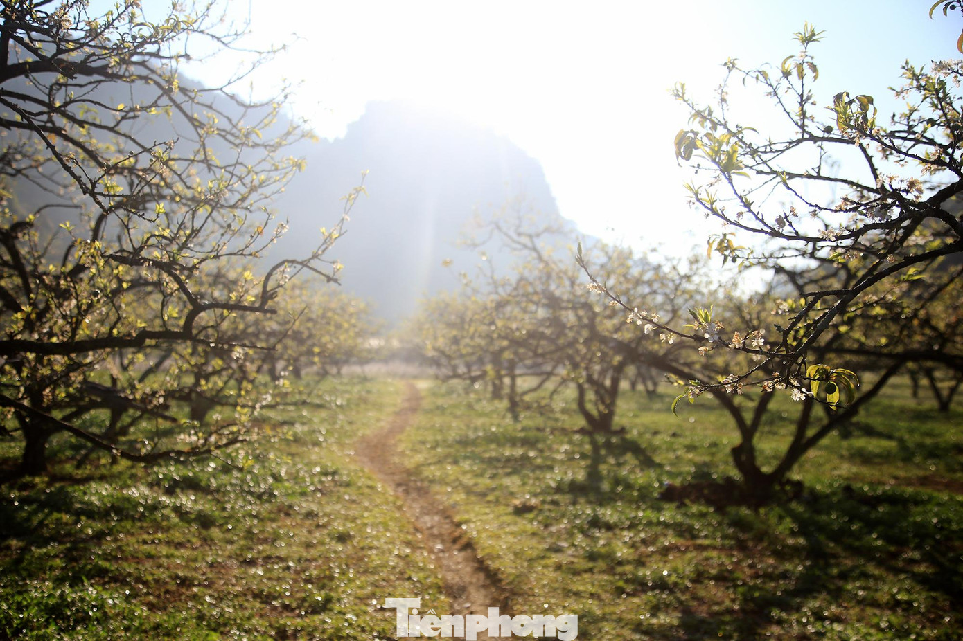 Năm nay, hoa mận ở Mộc Châu nở sớm hơn so với mọi năm, hoa còn tập trung nhiều tại thung lũng Mu Náu.