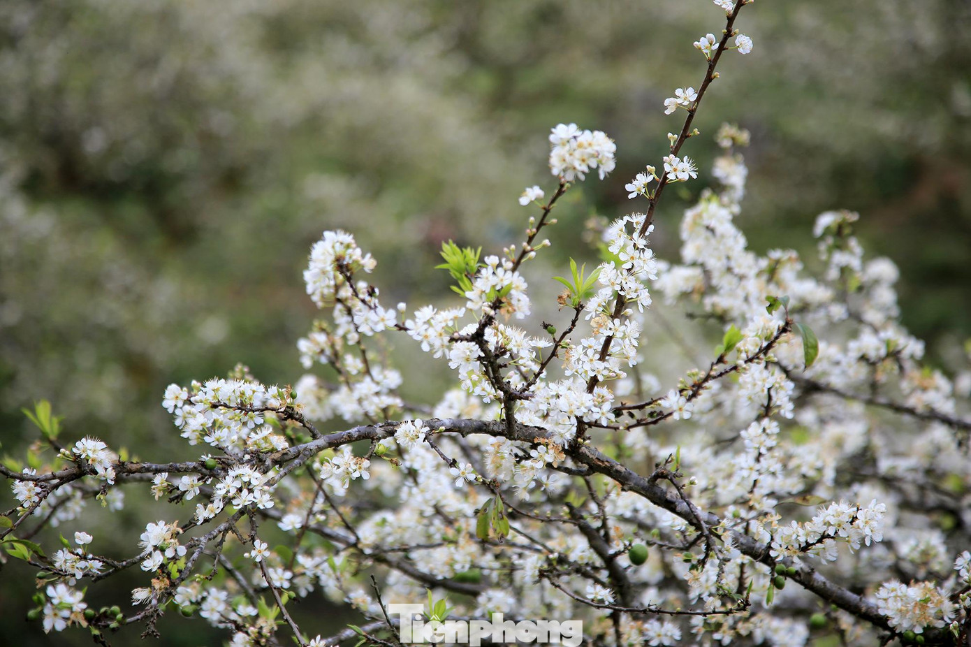 Màu hoa trắng tinh khôi của hoa mang lại cho mọi người cảm giác mộc mạc, yên bình.