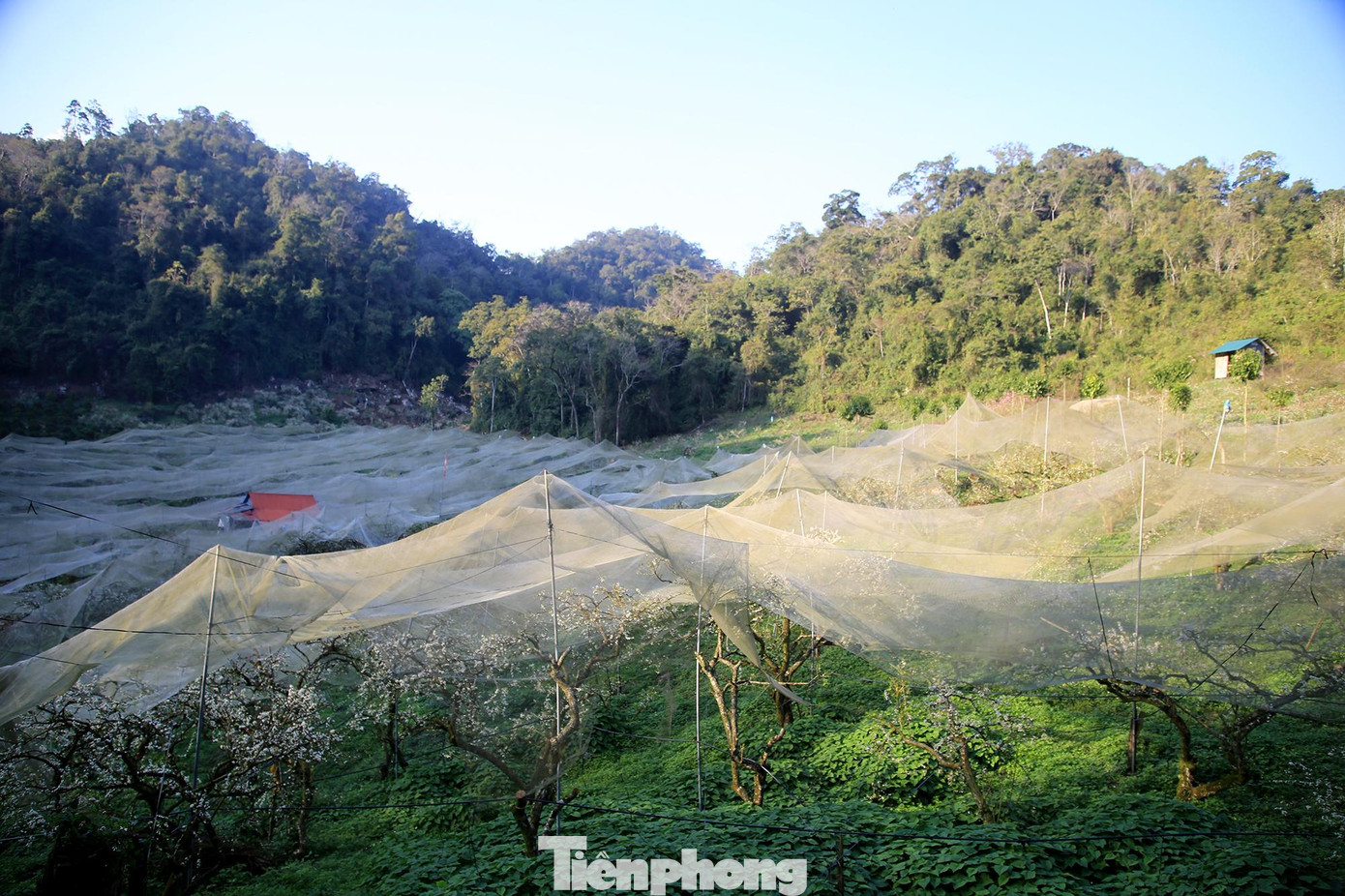 Thung lũng Mu Náu Mộc Châu (Sơn La) những ngày này đang khoe sắc trắng tinh khôi với những rừng hoa mận nở trắng trời, hút mắt.