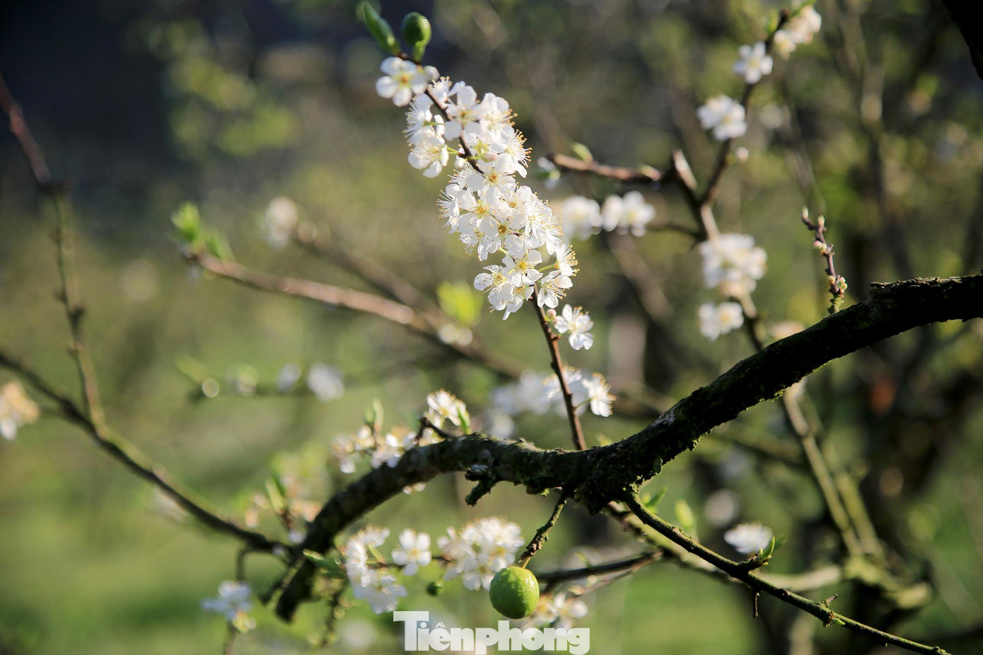 Hoa mận trắng tinh khiết nhụy vàng bung nở giữa mùa đông lung linh và nhẹ nhàng trong nắng sớm, mùa hoa mận nở đẹp nhất chỉ kéo dài khoảng 2 tuần.